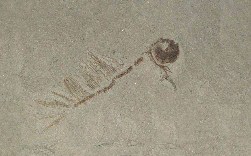 Un pesciolino venuto dal pliocene